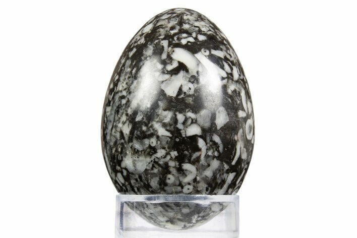 Polished Fossil Shell/Crinoid Hash Egg - Utah #334188